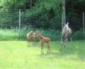images/Schweden/Schweden 2012/IMG_0754.jpg